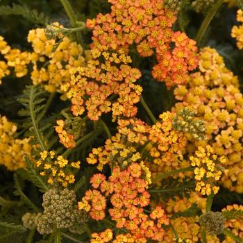 Achillea Milly Rock™ Yellow Terracotta - Achillea (Yarrow)