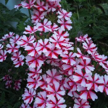 Verbena Lanai® 'Candy Cane' - Verbena 