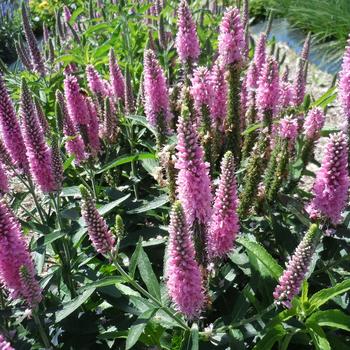 Veronica longifolia 'Skyward™ Pink' - Speedwell