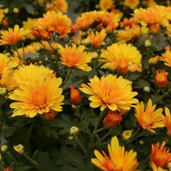 Chrysanthemum x morifolium - Hot Spot Bronze