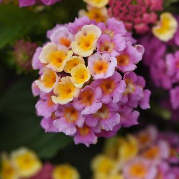 Lantana camara 'Lucky™ Pink' - Lantana