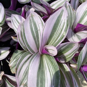 Tradescantia albiflora 'Nanouk' - Tradescantia