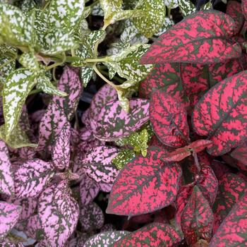 Hypoestes phyllostachya 'Splash Select Mix' (Polka Dot Plant) - Hypoestes