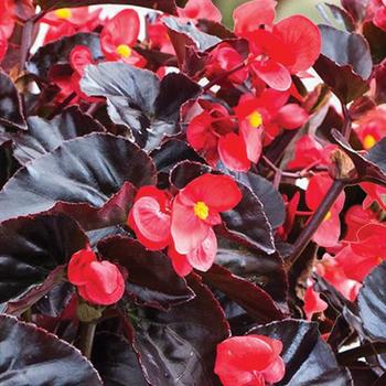 Begonia - Surefire® 'Cherry Cordial™'