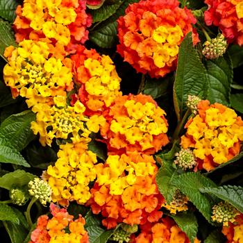 Lantana camara 'Basket Tangelo™' (Lantana) - Luscious® Basket Tangelo™