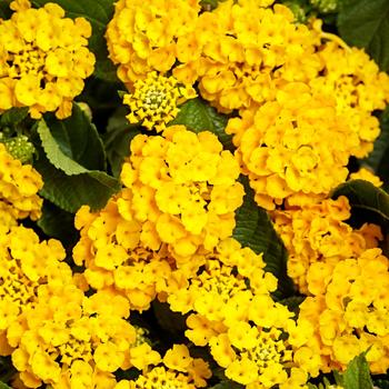 Lantana camara 'Royale Lemon Tart' PPAF (Lantana) - Luscious® Royale Lemon Tart