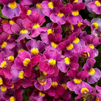 Nemesia fruticans 'Mulberry' PPAF, Can PBRAF (Nemesia) - Aromance™ Mulberry