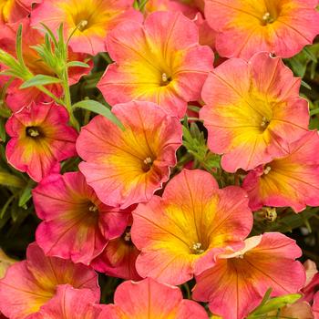 Petunia 'Persimmon' (Petunia) - Supertunia® Persimmon