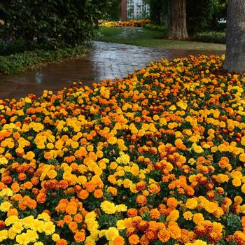 Tagetes patula 'Hot Pak™ Mixture' - Marigold