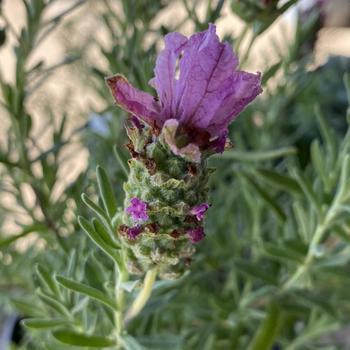 Lavandula stoechas var. pedunculata 'With Love™' - Lavender