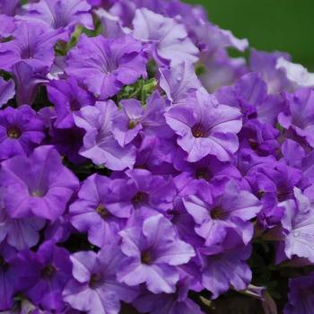 Petunia - Surfinia® 'Heavenly Blue'