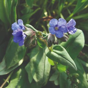 Pulmonaria saccharata 'Blue Ensign' - Lungwort