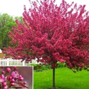 Malus 'Red Splendor' (Crabapple) - Red Splendor Crabapple