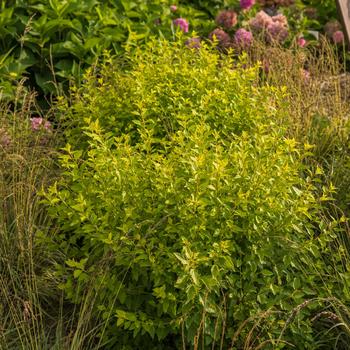 Physocarpus opulifolius 'ZLEMichael' PPAF (Ninebark) - Lucky Devil® Ninebark