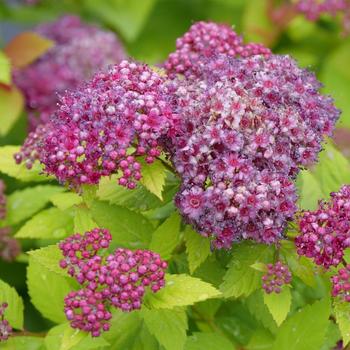 Spiraea japonica (Spirea) - Double Play® 'Dolly™'