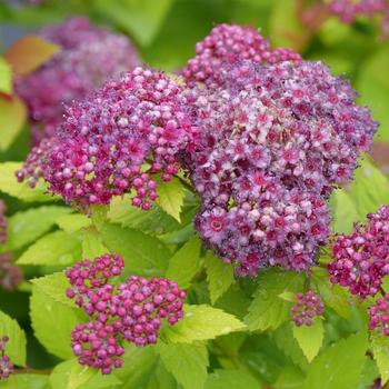 Spiraea japonica (Spirea) - Double Play® 'Dolly™'