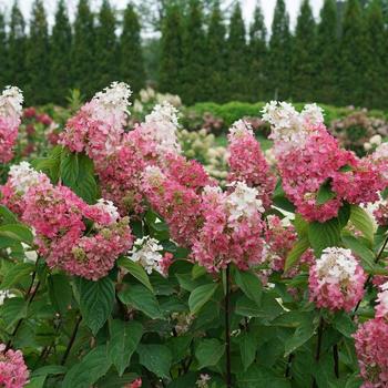 Hydrangea paniculata - Pinky Winky Prime™ Panicle Hydrangea