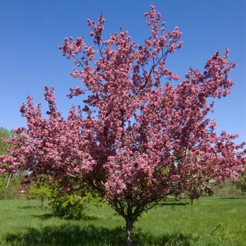 Malus 'Perfect Purple' - 'Perfect Purple' Crabapple