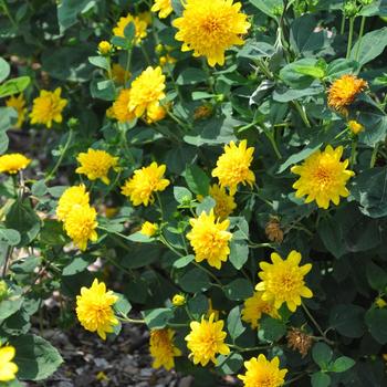 Helianthus x multiflorus 'Sunshine Daydream' - Thin-leaved Sunflower 