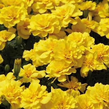 Tagetes patula 'Safari Yellow' - Marigold