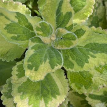 Plectranthus 'Lemon Twist' - Plectranthus