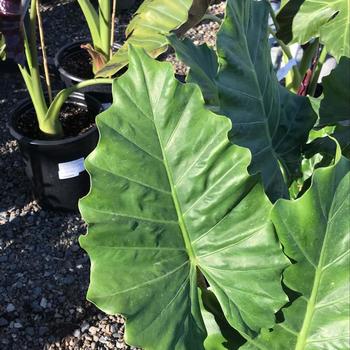 Alocasia 'Portatora Shield' (Elephant Ear) - Alocasia (Elephant Ear)