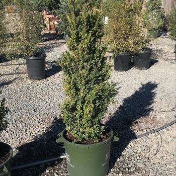 Buxus sempervirens 'Green Tower®' - 'Green Tower®' Boxwood