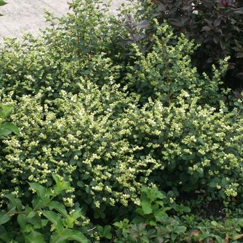 Symphoricarpos x doornbosii (Coralberry) - Magical&reg; 'Avalanche'