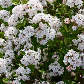 Viburnum carlesii 'Sugar n' Spice™' - 'Sugar n' Spice™' Korean Spice Viburnum