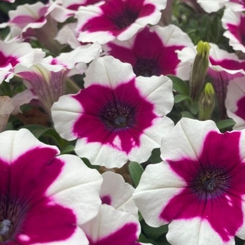 Petunia Crazytunia® 'Iced Berry' - Petunia 