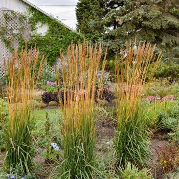 Sorghastrum nutans 'Golden Sunset™' - Indian Grass