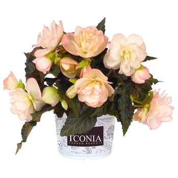 Begonia I'conia® 'Miss Montreal' - Begonia 