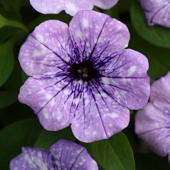 Petunia - Headliner™ Crystal Sky