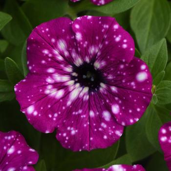 Petunia Headliner™ Electric Purple Sky - Petunia