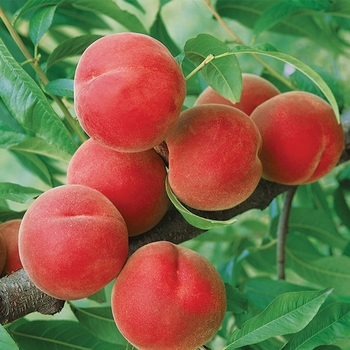 Prunus persica 'Contender' - 'Contender' Peach
