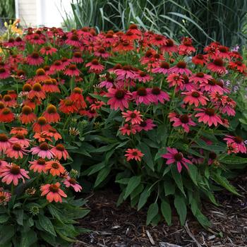 Echinacea (Coneflower) - Summersong™ 'Firefinch™'