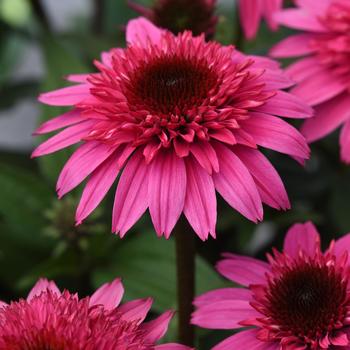 Echinacea Double Scoop™ 'Watermelon Deluxe' - Coneflower 