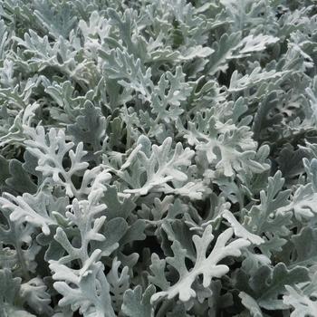 Dusty Miller - Silver Dust