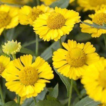 Helenium autumnale Mariachi™ 'Sombrero' - Sneezeweed