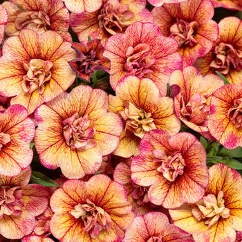 Calibrachoa - Superbells® 'Double Vintage Coral™'