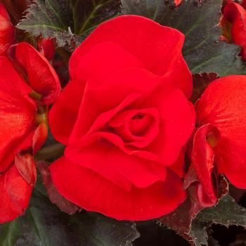 Begonia Adora™ 'Velvet Red' - Begonia