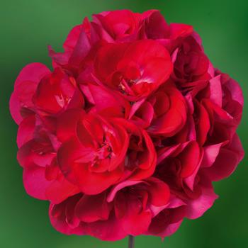 Pelargonium Calliope® Medium Hot Rose - Geranium, Hybrid