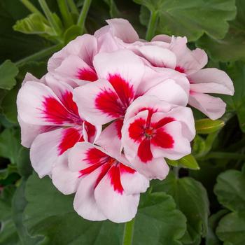 Geranium, Hybrid - Calliope&reg; Medium White Splash