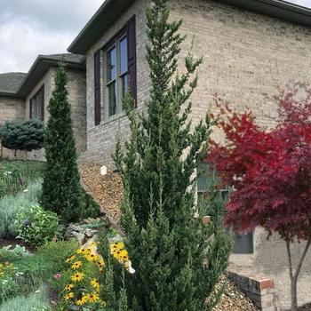 Juniperus chinensis 'Trautman' - 'Trautman' Juniper