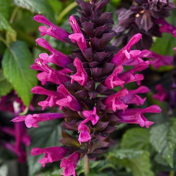 Salvia - Plum Crazy