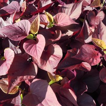 Ipomoea batatas (Sweet Potato Vine) - Sweet Caroline Sweetheart Mahogany™