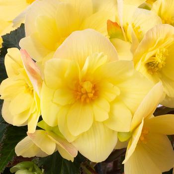 Begonia - Florencio&trade; Yellow