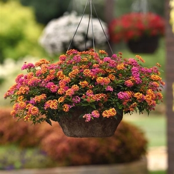 Lantana camara Bloomify™ 'PassionFruit' - Lantana