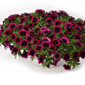 Calibrachoa - Caliloco&reg; Dracula