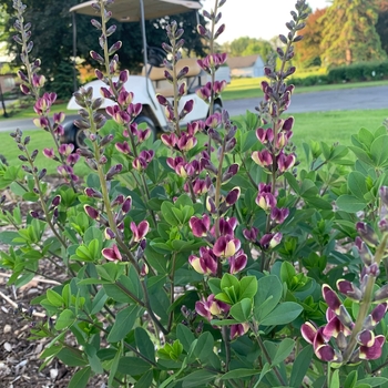 Baptisia 'Grape Escape' - False Indigo